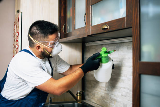 Best Wasp Removal Services  in Bowling Green, MO