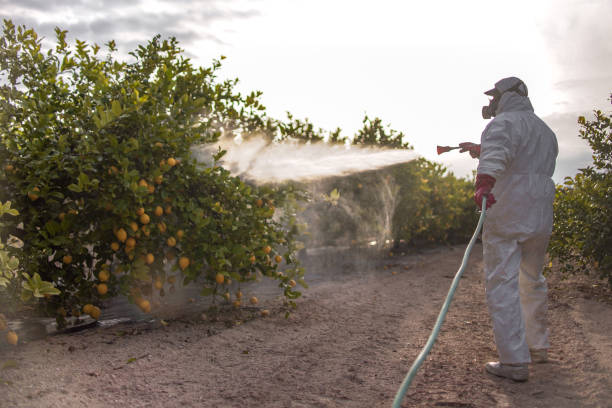Best Insect Control  in Bowling Green, MO
