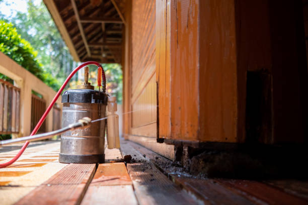 Best Wasp Removal Services  in Bowling Green, MO