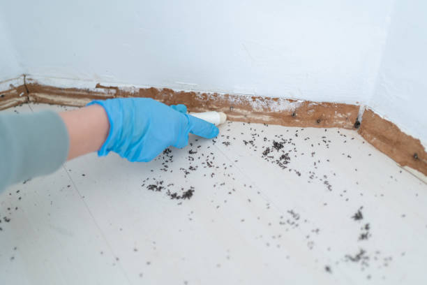 Best Bed Bug Extermination  in Bowling Green, MO